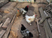 1 rooster and 3 hens LF BRAHMA