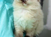 Cuddly cute Ragdoll available