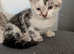 Bengal cross kittens ready now