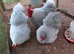 Gorgeous Pure breed Lavender Pekin Bantam Chicken Hatching Eggs