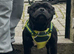 Staffordshire bull terrier
