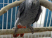 Congo Baby African grey