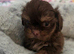 Imperial Shih Tzu Puppies