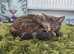 Beautiful Tortie Tabby Female Cat