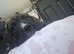 2 beautiful Lurcher x Boxer