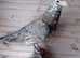 Almond racing pigeons