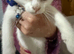 Rare odd eye Ragdoll x R D bsh pure white boy ready now