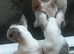 ️one white and merle girl️ and blue and tan boy french bulldog