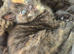 3 beautiful Scottish folds for sale and one Scottish straight
