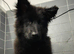 Solid black GSD stud dog