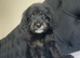 F1 cockapoo puppies last girl