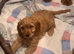 Quality Ruby F1 Cockapoo Puppies