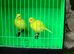 Beautiful Pair Of DNA Sexed Canarys. &pound;50 The Pair.