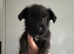 5 female Terrier X Staffy Puppys