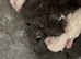 Ragdoll kittens (mink) born 10/7/26