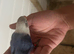 Hand tamed baby lovebird