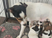 1boy jack russels