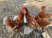 Chickens warren