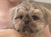 Beautiful lavender imperial shihtzu