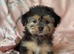Gorgeous Shorkie Puppies Vaccinated &Microchipped