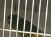 Breeding pair of birds