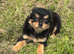 Pomeranian pup