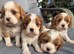 Beautiful cavalier last girl