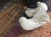 a pair of English fantail