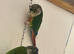 Conure