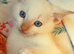 Flame Point And Seal Point Ragdoll Kittens