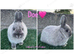 Very beautiful purebred Netherland dwarfs
