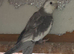 Cockatiel and Kakariki pairs