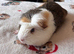 3 Beautiful Boar/Male Guinea Pigs.