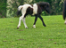 Registered shetland colt foal