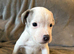 Staffy X puppies
