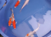 koi available £5