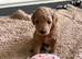 F1b Cavapoo Puppies 1 Boy, 2 Girls