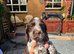 Sproker puppies for sale