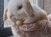 Female Mini Lop Rabbit &ndash; Beautiful White & Grey/Peach Markings &ndash; Pet Bunny