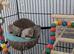 3 zebra Finch's for sell