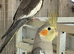 Cockatiels
