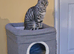 3 year old Bengal female