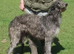 Scottish Deerhound pups