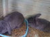 Giant french lops