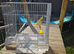 Fife canary and cage