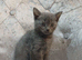 Beautiful kittens