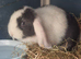 Mini lop rabbits available on the 21/07/2021
