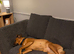 Rhodesian Ridgeback