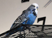 Tame Exhibition Budgie for sale