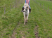 Gorgeous appaloosa cross gelding